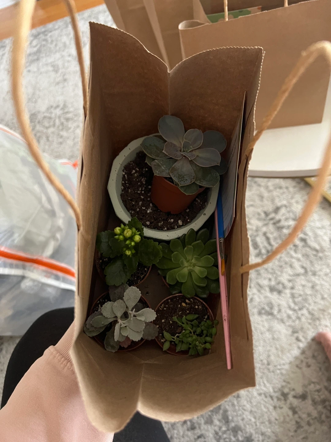 Set of 6 Succulents with Decorative Pot Kits - photo 5