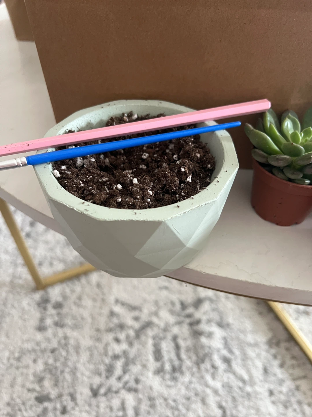 Set of 6 Succulents with Decorative Pot Kits - photo 4