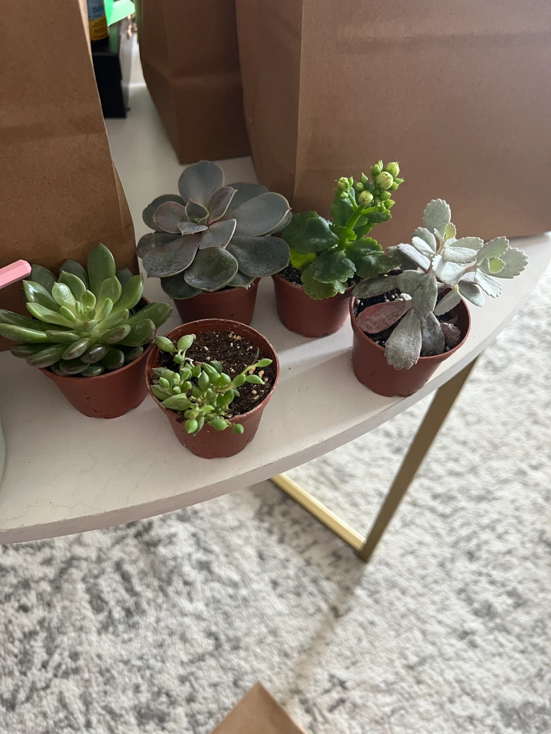 Set of 6 Succulents with Decorative Pot Kits - photo 3