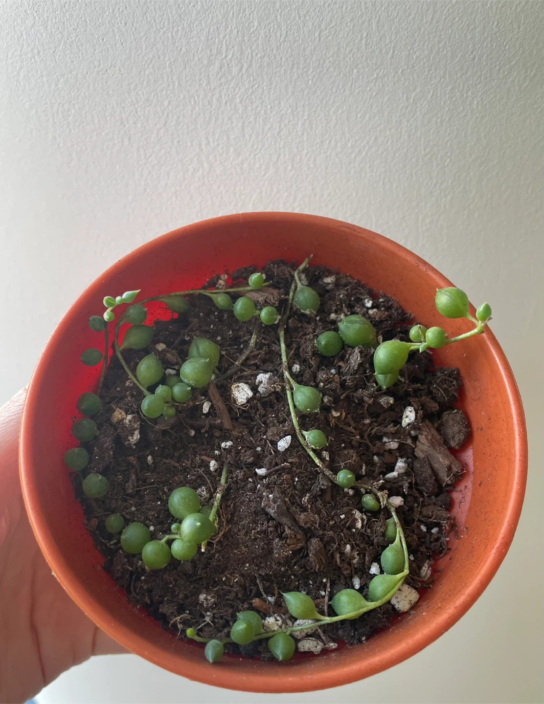 String of Pearls Succulent Cutting