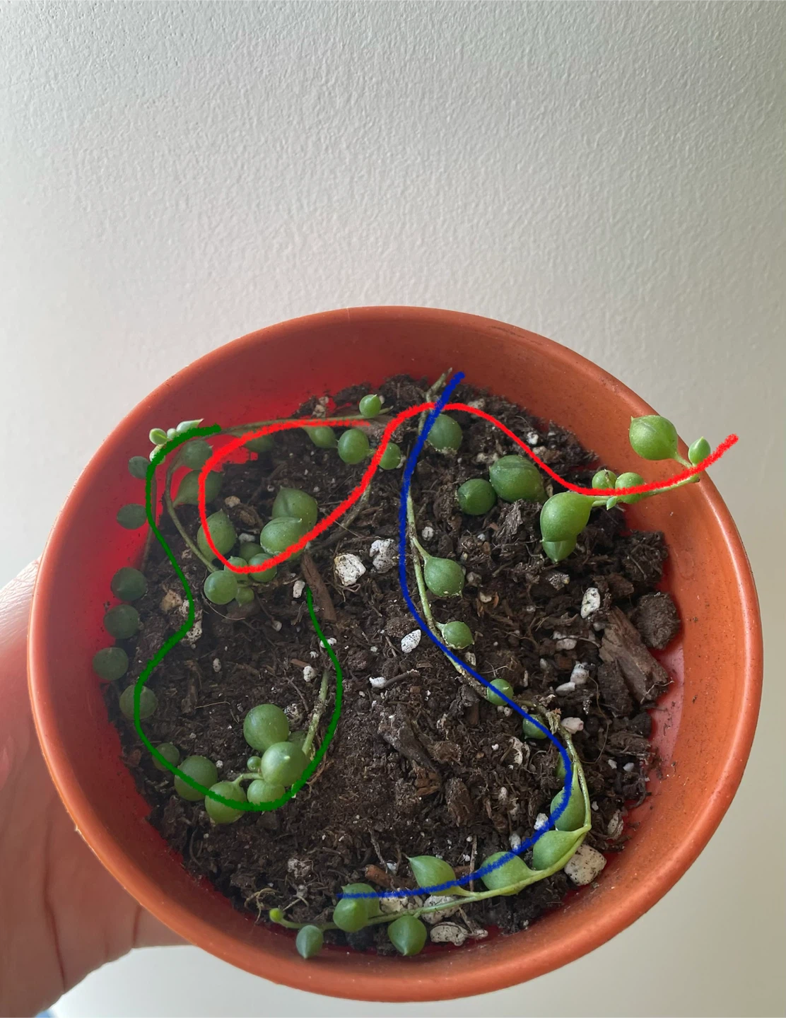 String of Pearls Succulent Cutting - photo 2