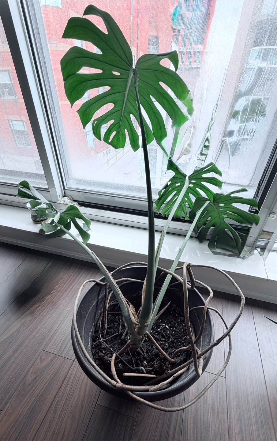 Monstera Deliciosa Plant