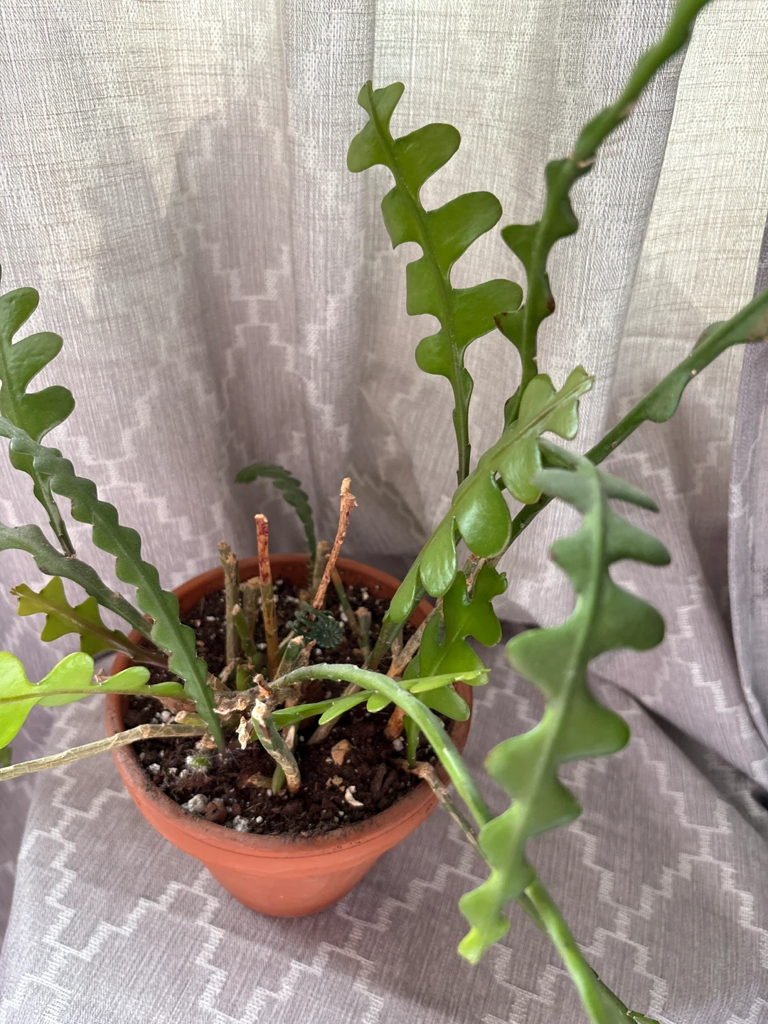 Free Cactus Plant in a Terracotta Pot - photo 2