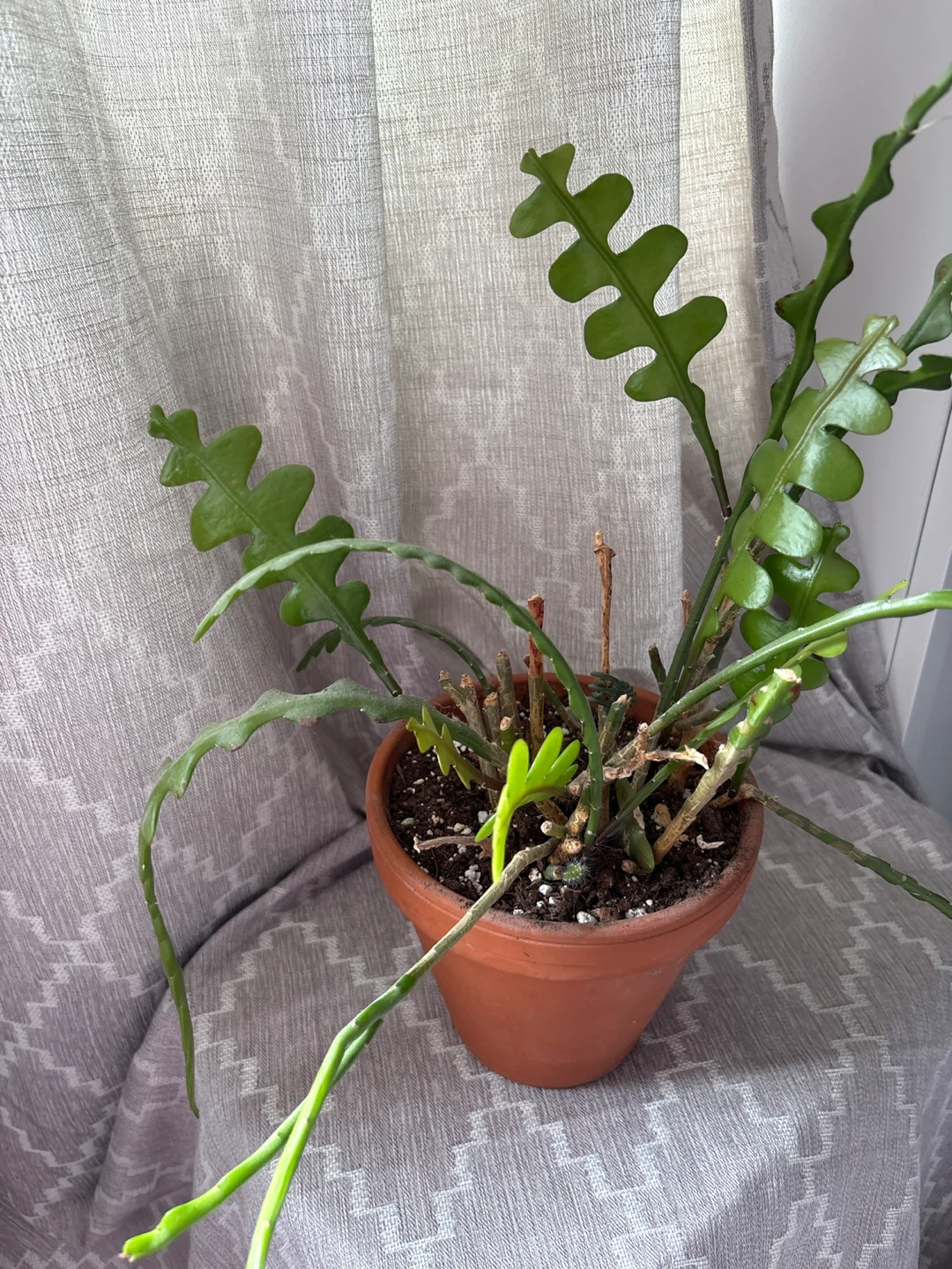 Free Cactus Plant in a Terracotta Pot - photo 3