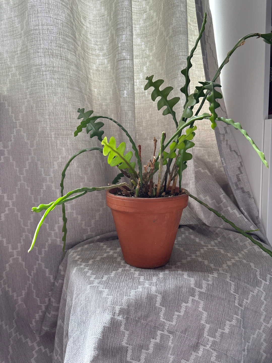 Free Cactus Plant in a Terracotta Pot