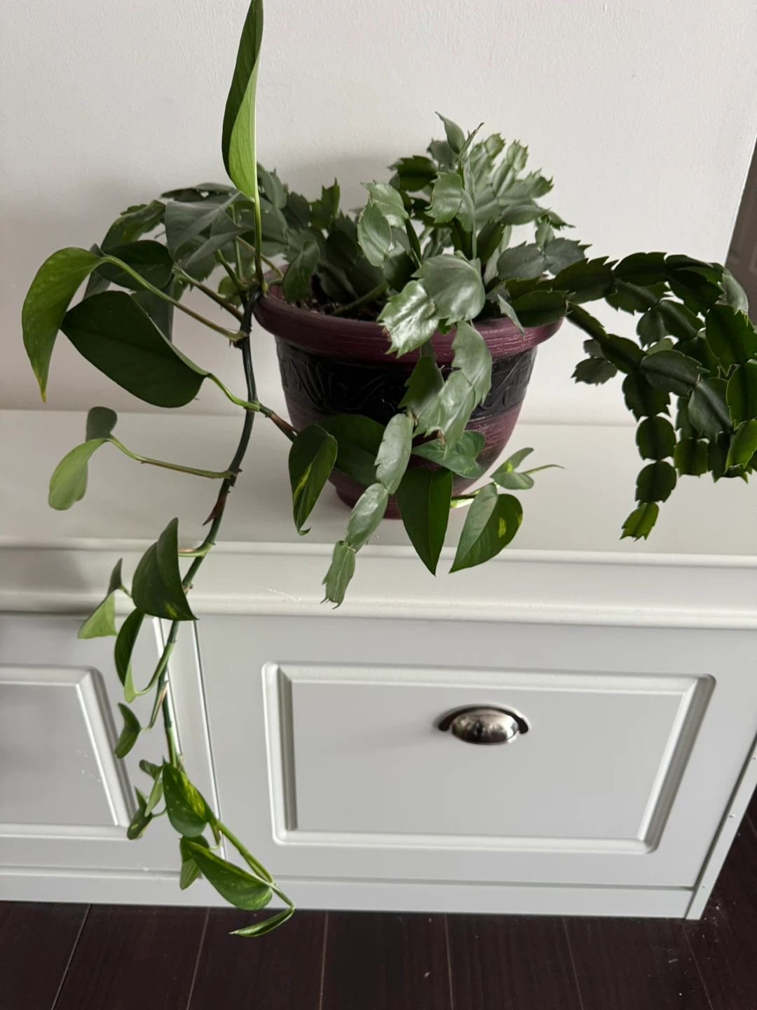 Potted Christmas Cactus with Pothos Plant - photo 4