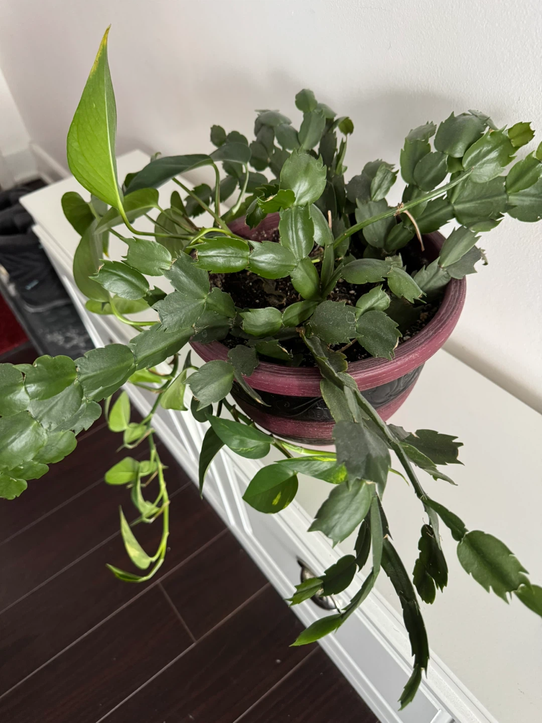 Potted Christmas Cactus with Pothos Plant - photo 2