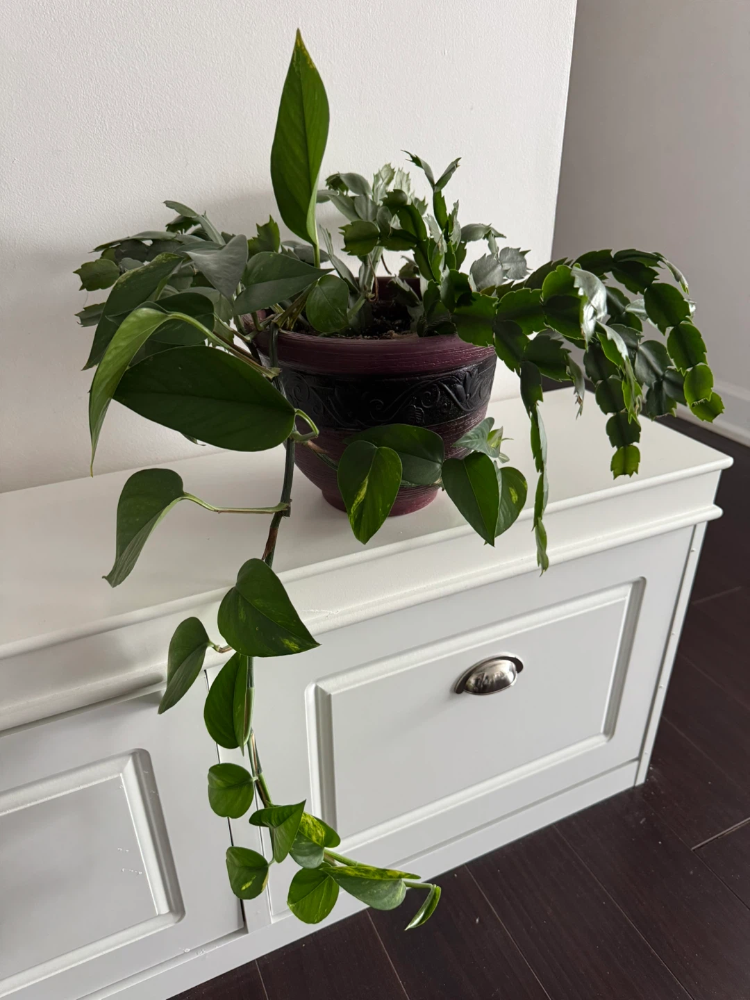 Potted Christmas Cactus with Pothos Plant - photo 3
