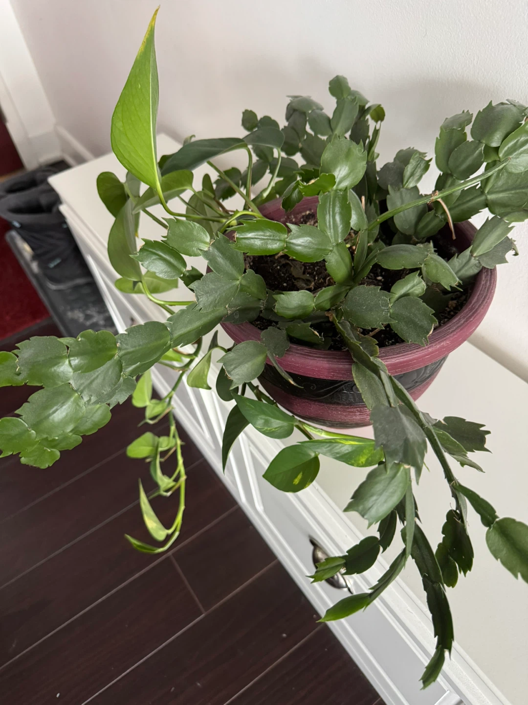 Potted Christmas Cactus with Pothos Plant