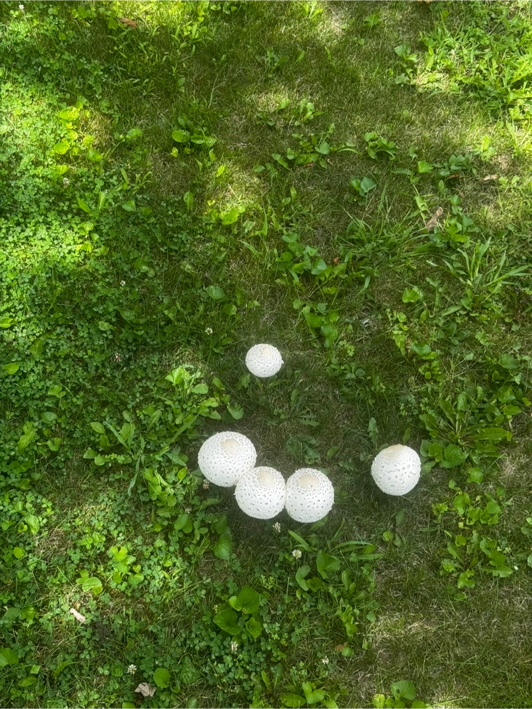 White Speckled Mushrooms