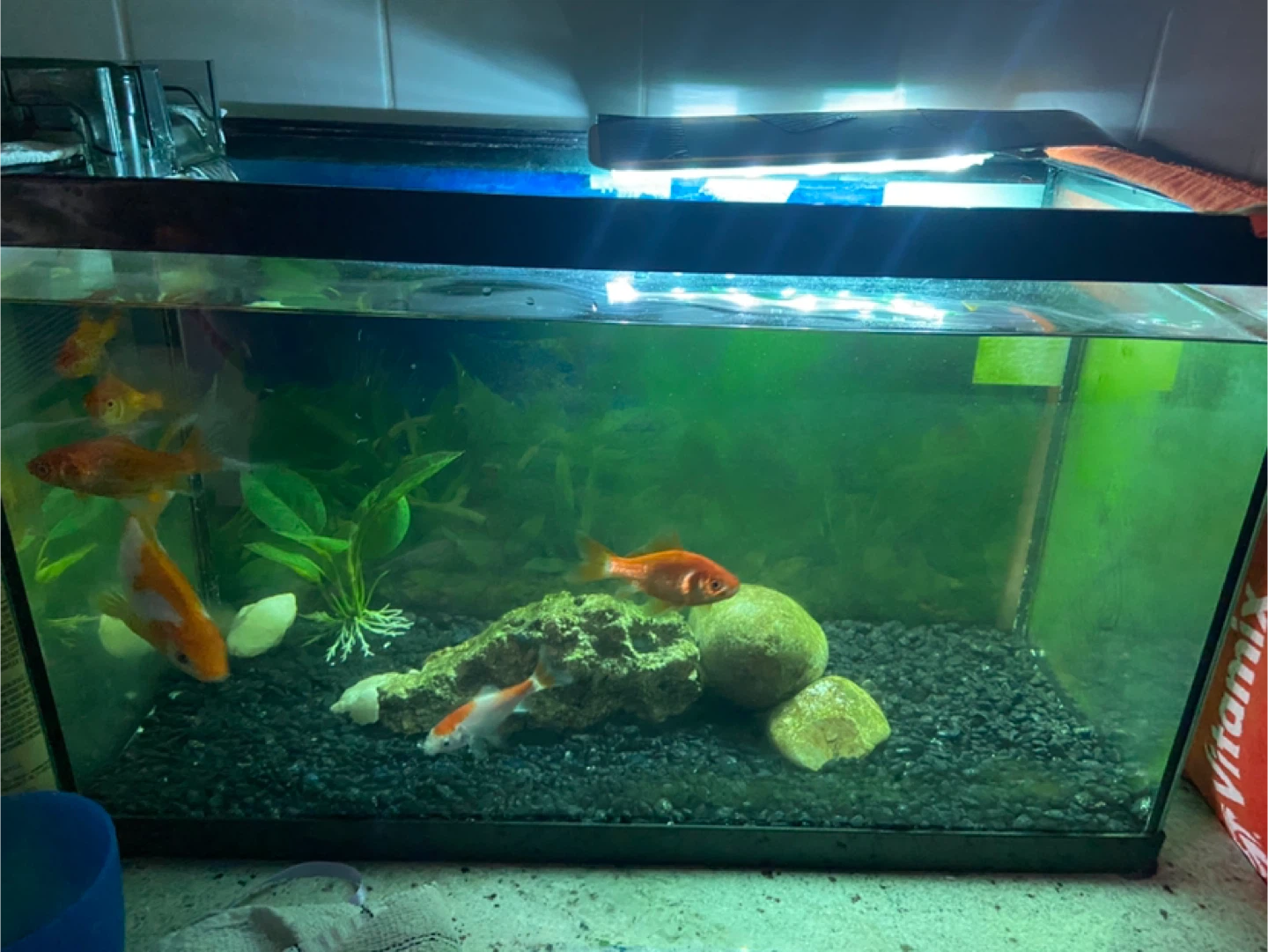 10 gallon Glass Aquarium Tank - photo 2