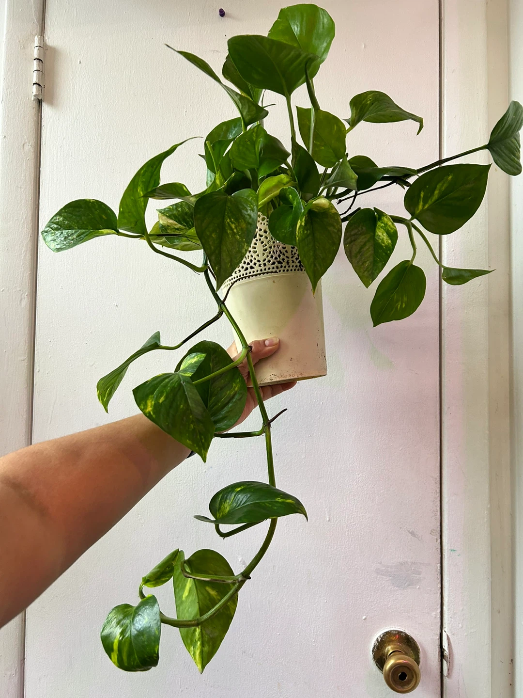 Golden pothos