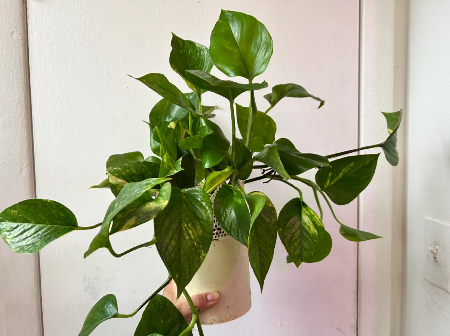 Golden pothos - photo 2