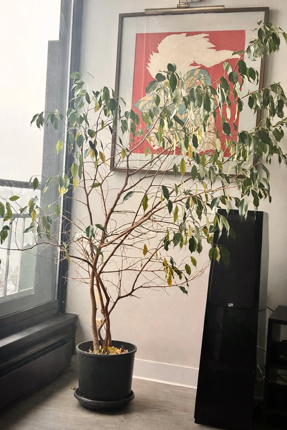 Ficus Tree in Black Pot