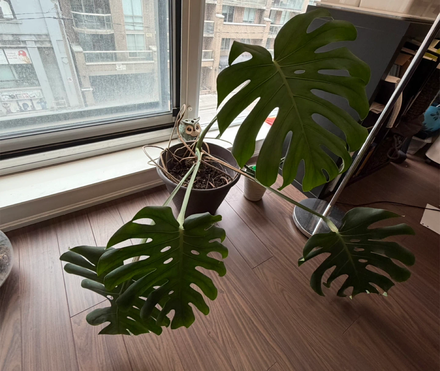 Monstera Deliciosa Plant - photo 3
