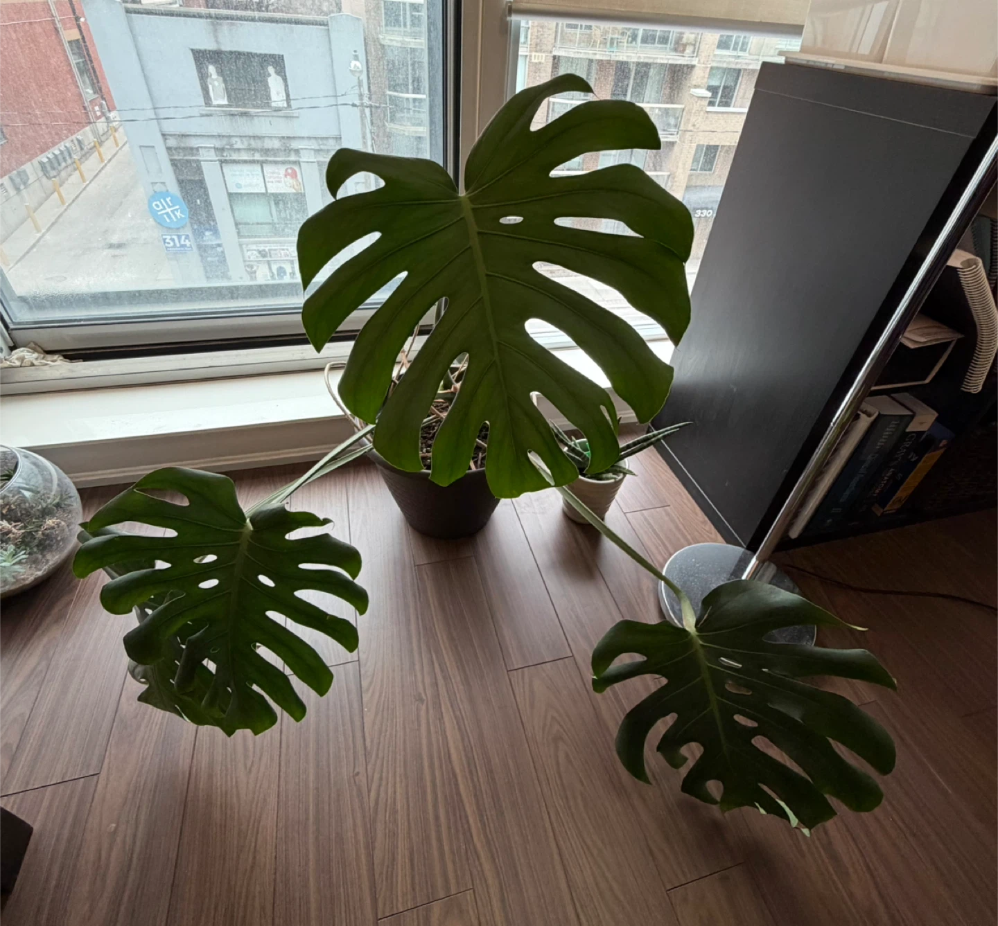 Monstera Deliciosa Plant - photo 2