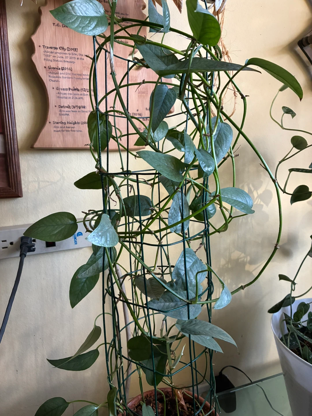 Pothos Cebu Blue Plant with Trellis