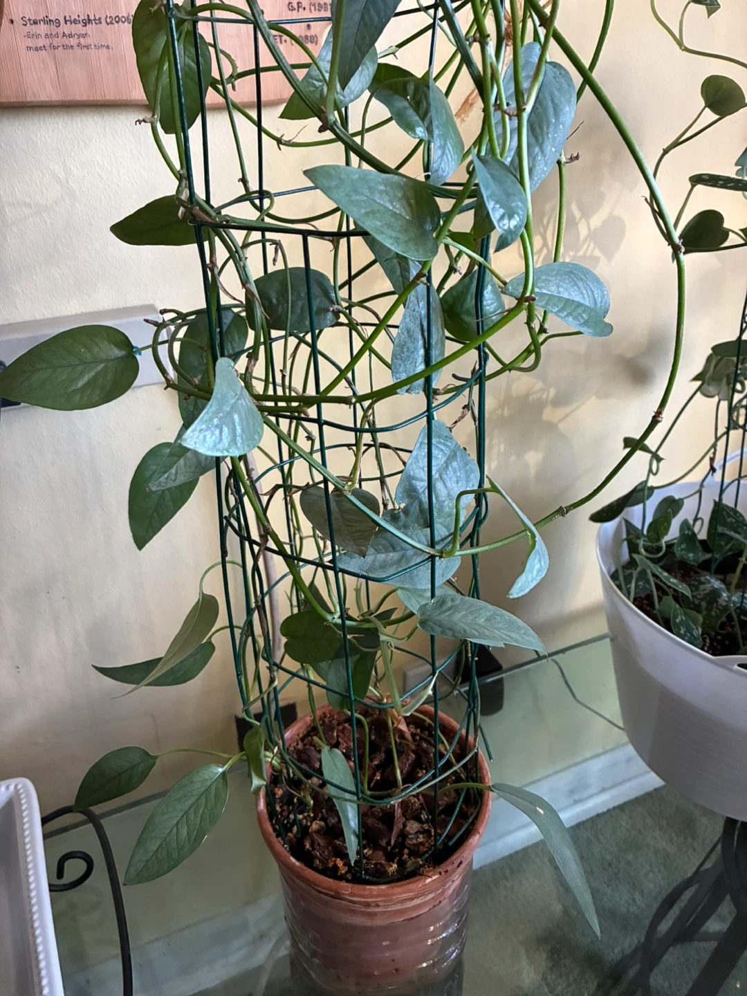 Pothos Cebu Blue Plant with Trellis - photo 2