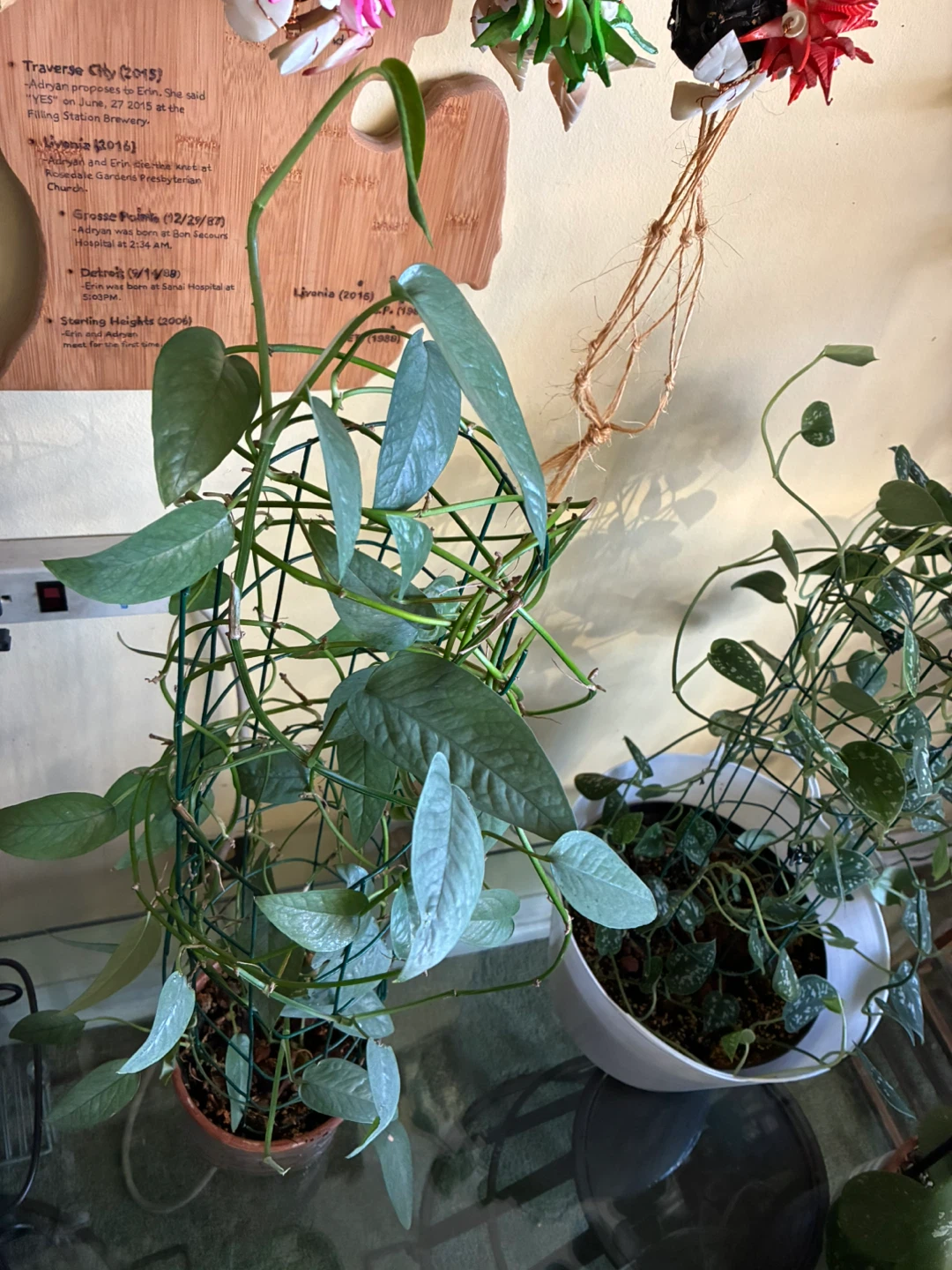 Pothos Cebu Blue Plant with Trellis - photo 3