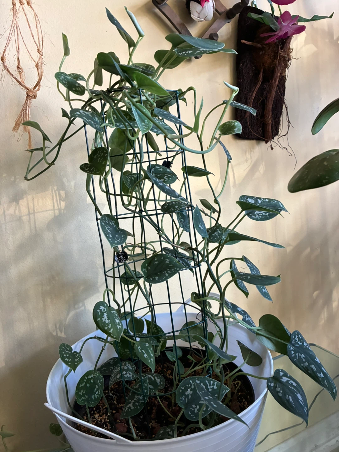 Scindapsus Pictus Exotica Plant - photo 2