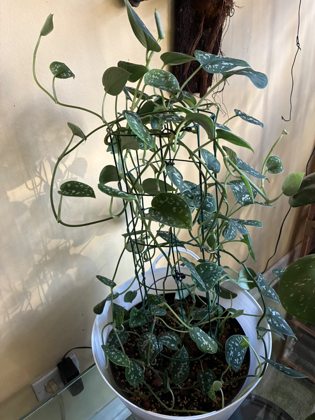 Scindapsus Pictus Exotica Plant