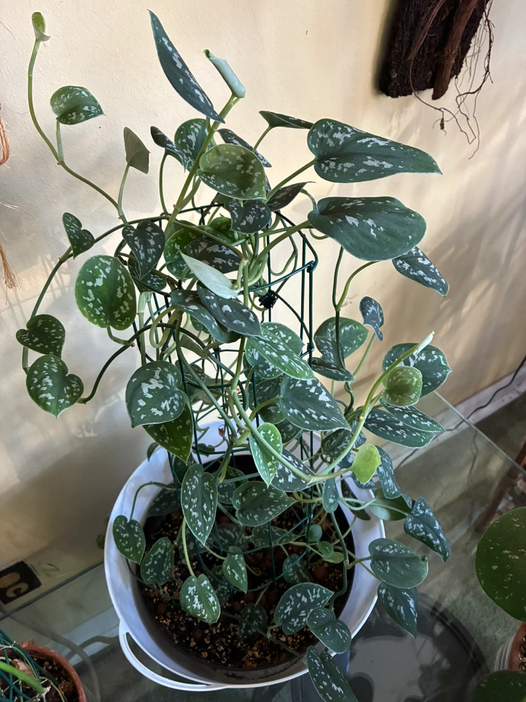 Scindapsus Pictus Exotica Plant - photo 3