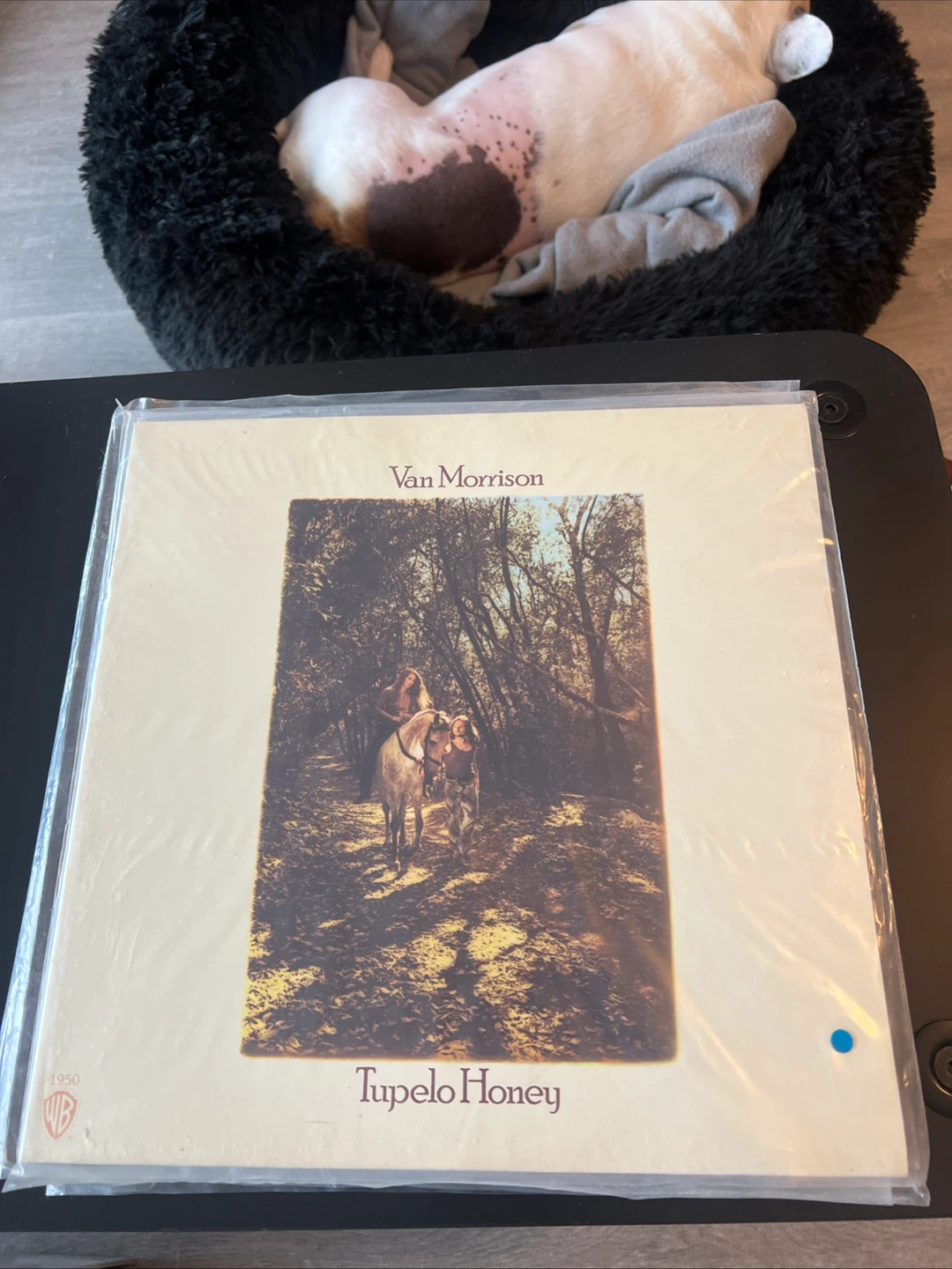Van Morrison Tupelo Honey Vinyl Record