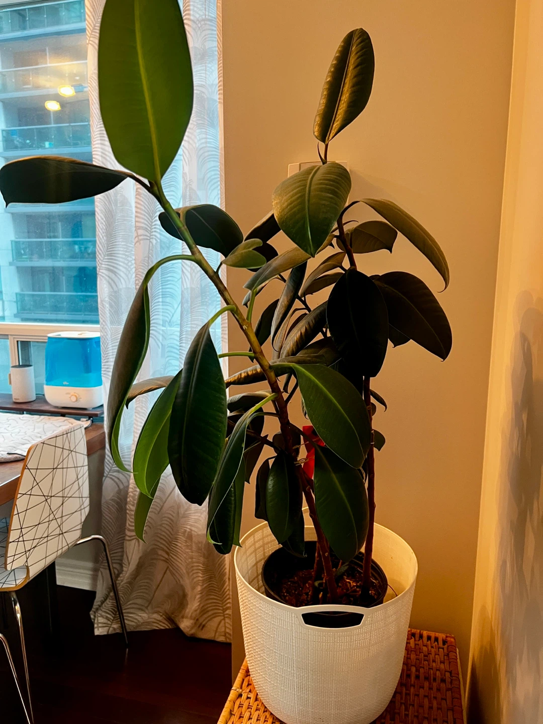 Rubber Tree Plant