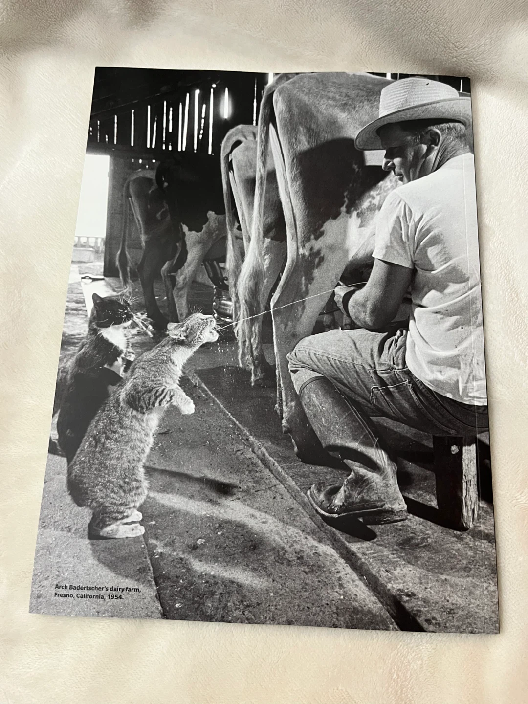 LIFE Special Edition Magazine - Cats: Companions in Life - photo 2