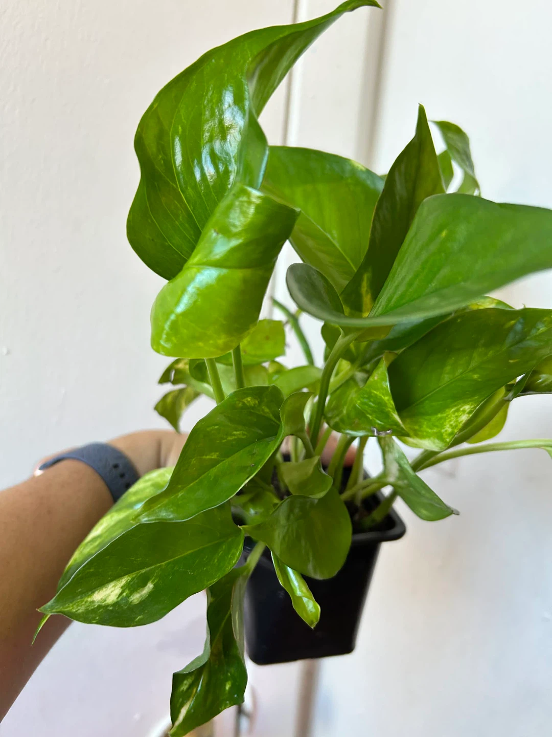 Golden pothos - photo 2