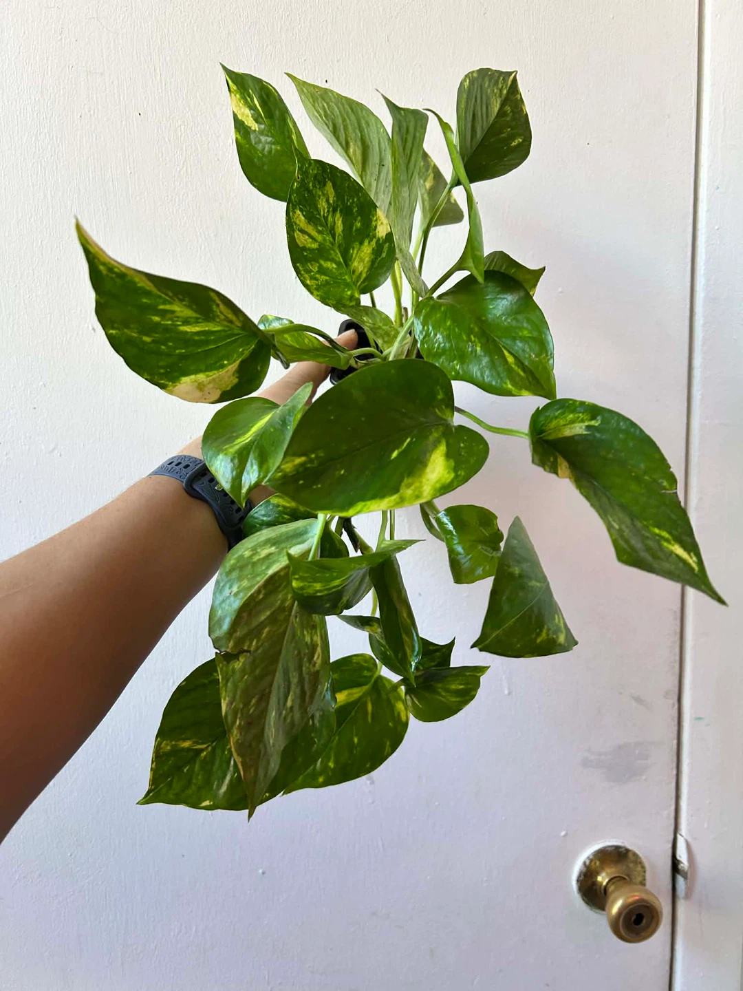 Golden pothos