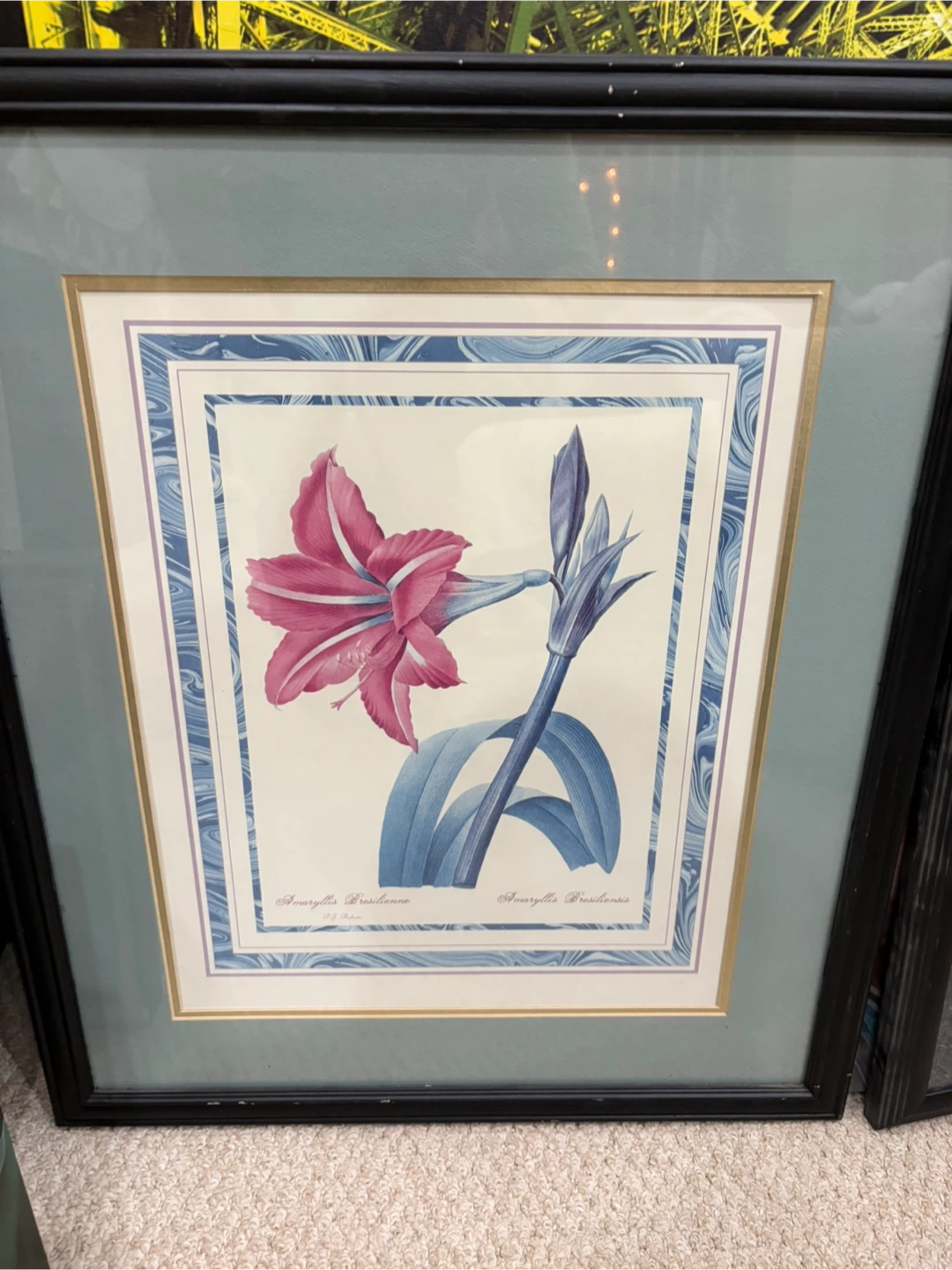 Framed Amaryllis Print