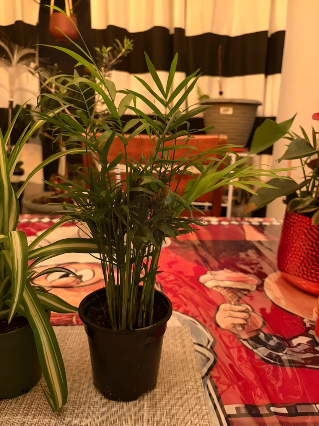 Assorted Potted Plants - photo 3