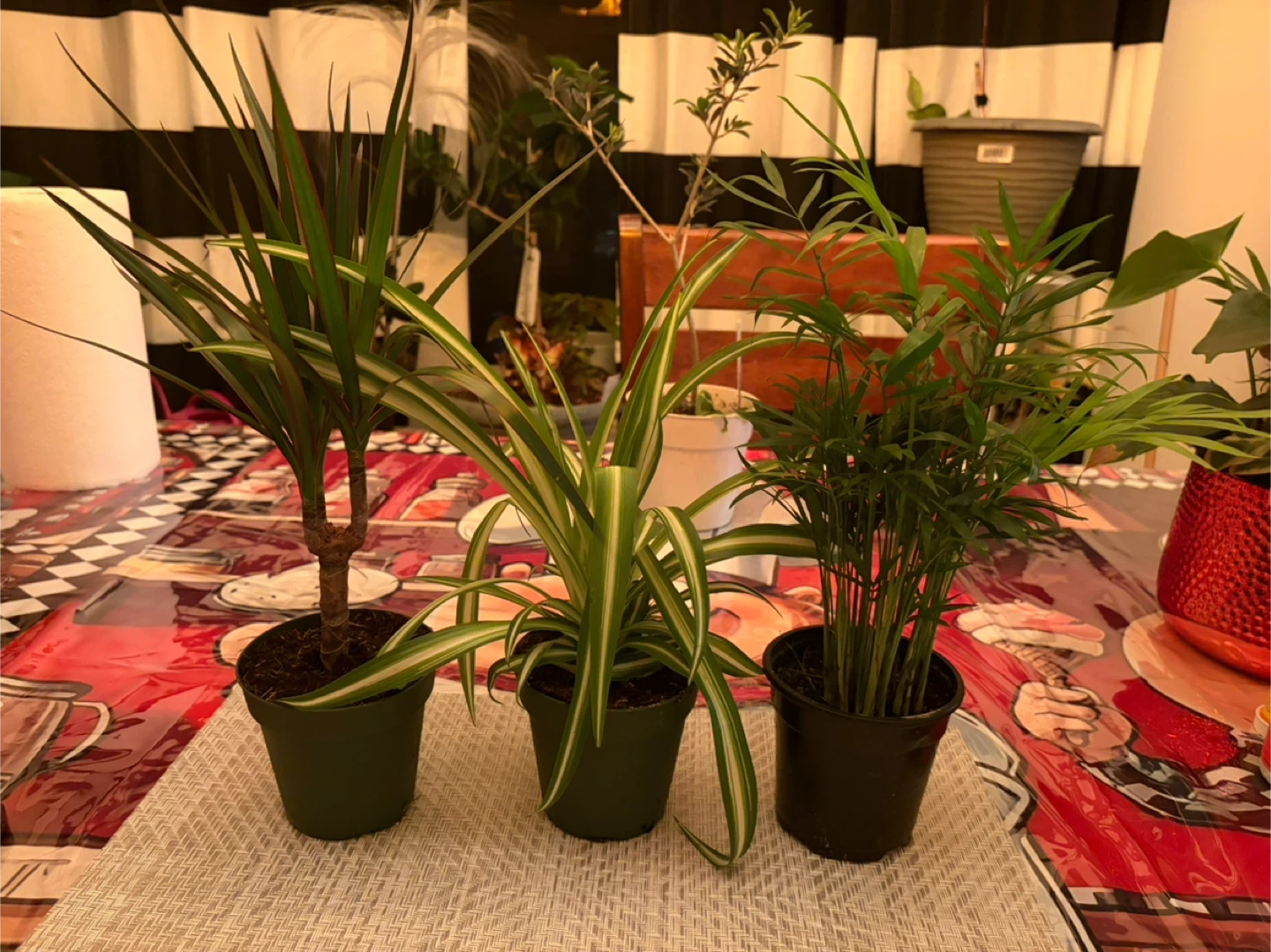 Assorted Potted Plants - photo 2