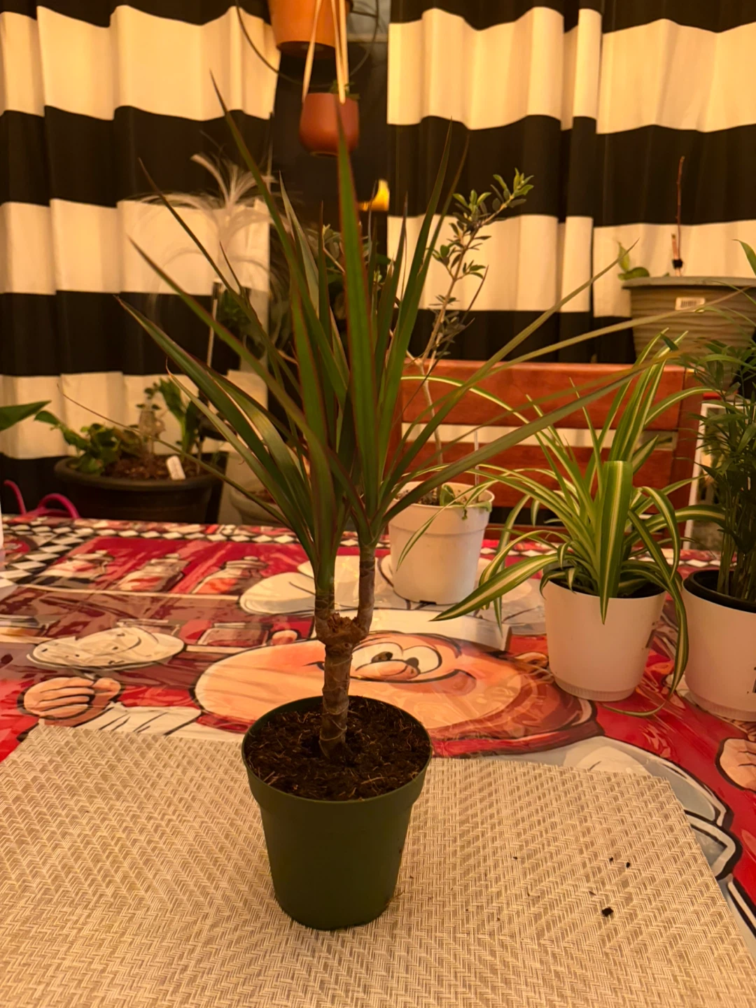 Assorted Potted Plants