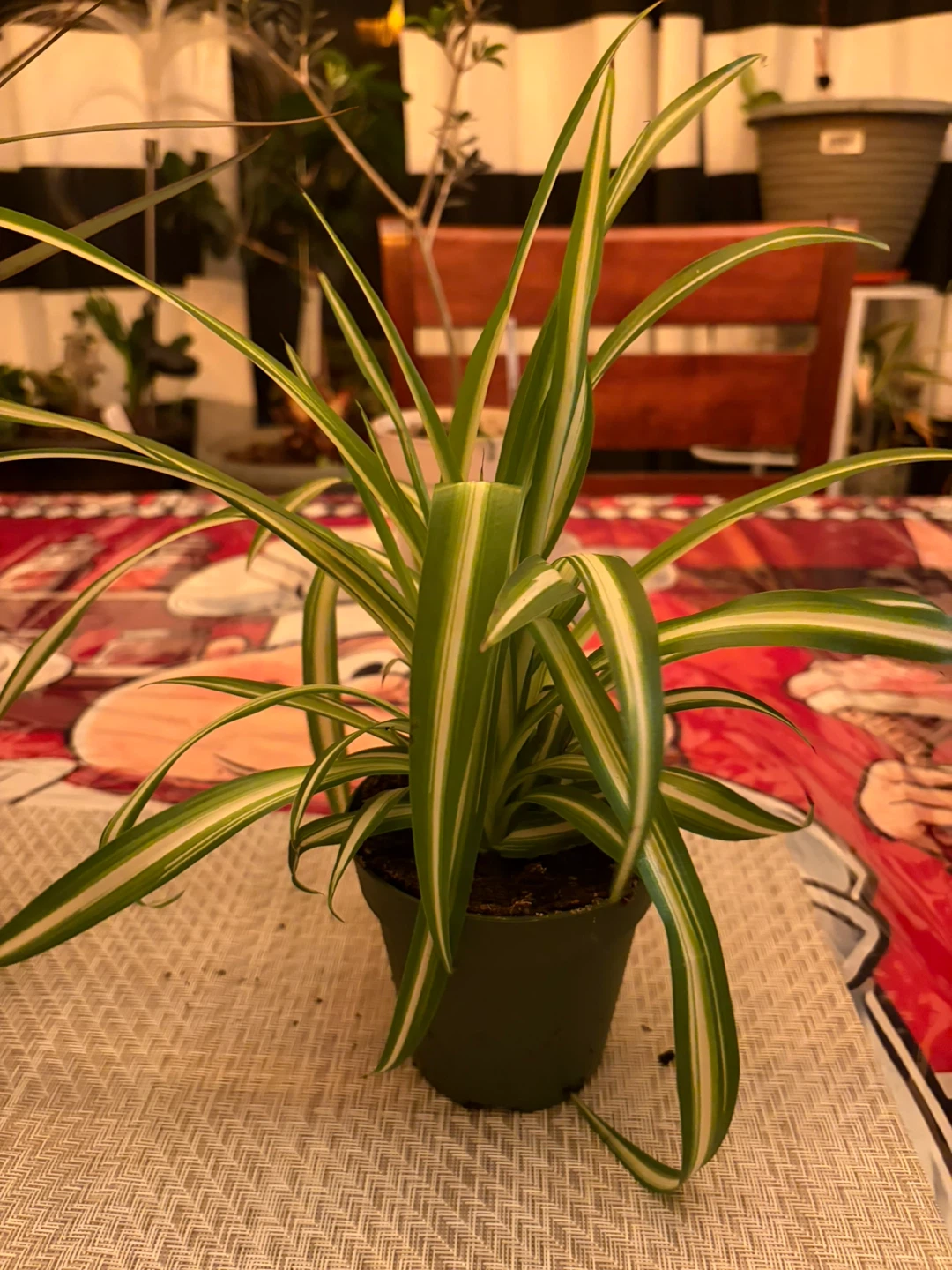 Assorted Potted Plants - photo 4