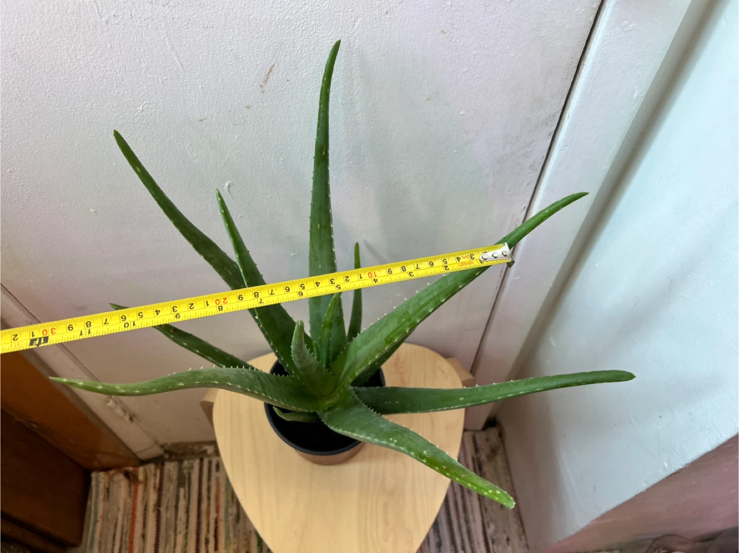 Aloe vera - photo 4