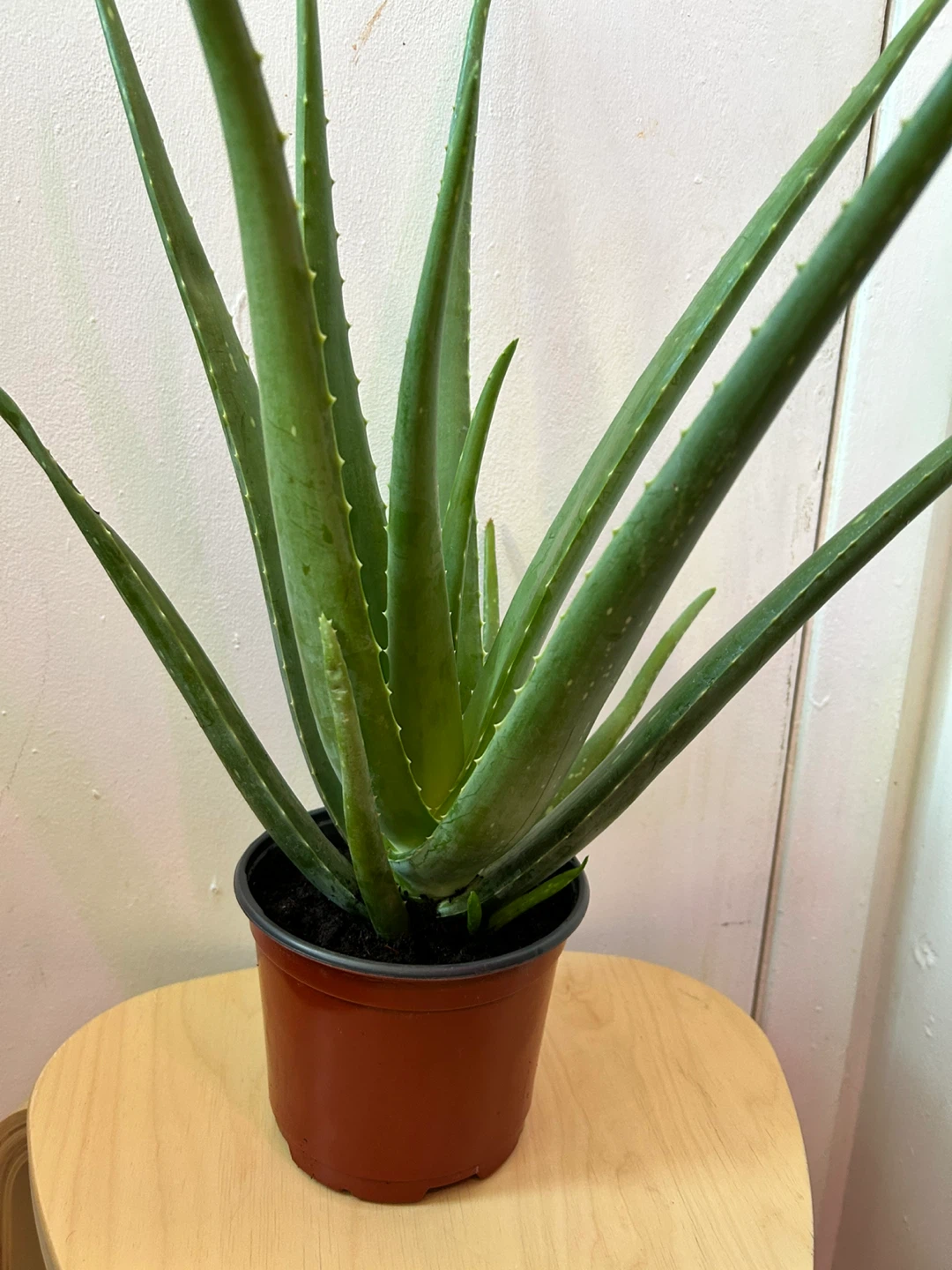 Aloe vera - photo 5