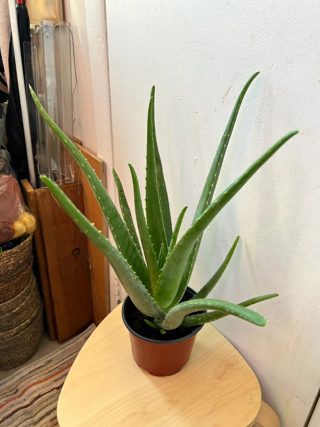 Aloe vera - photo 2
