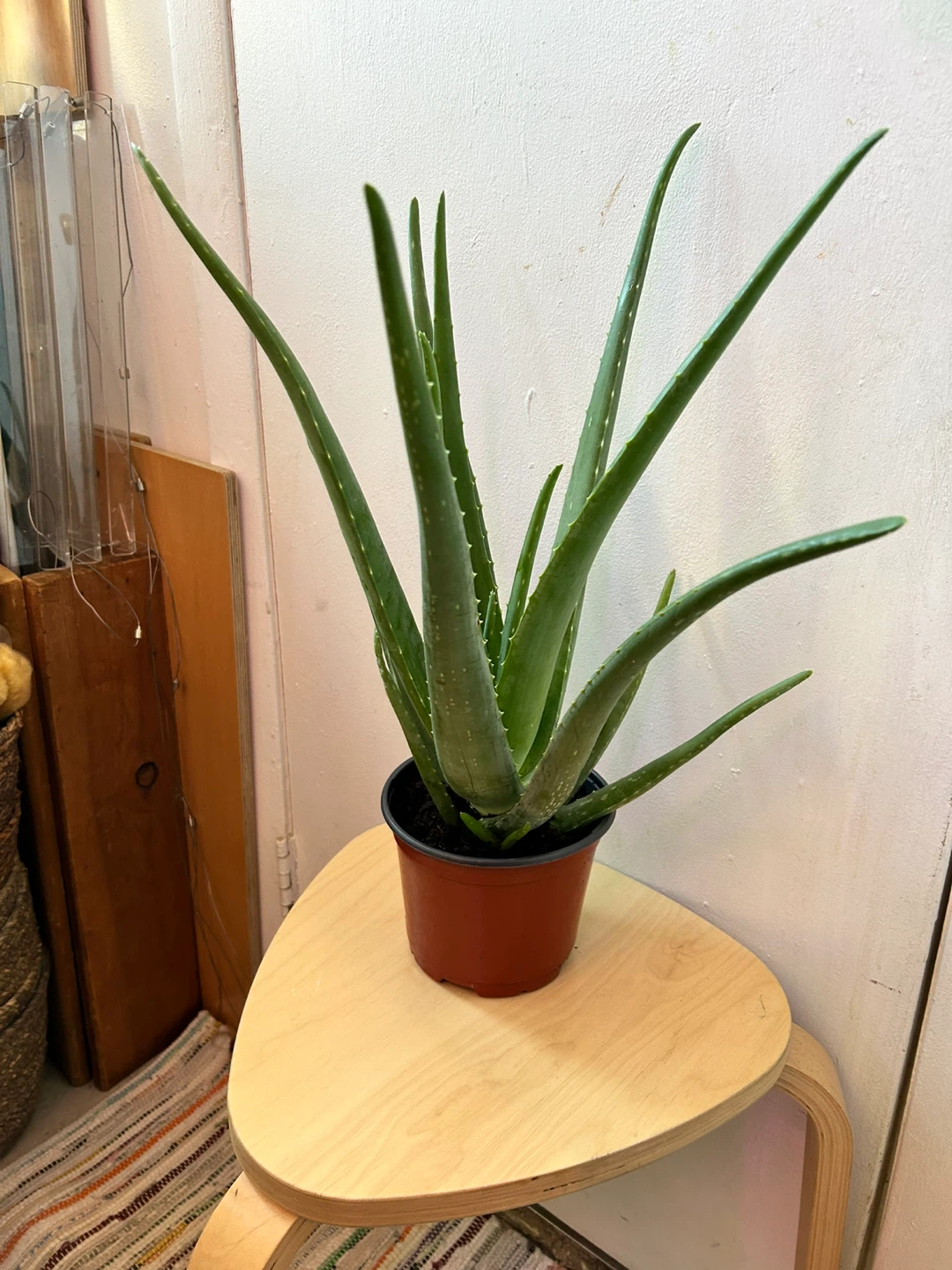 Aloe vera