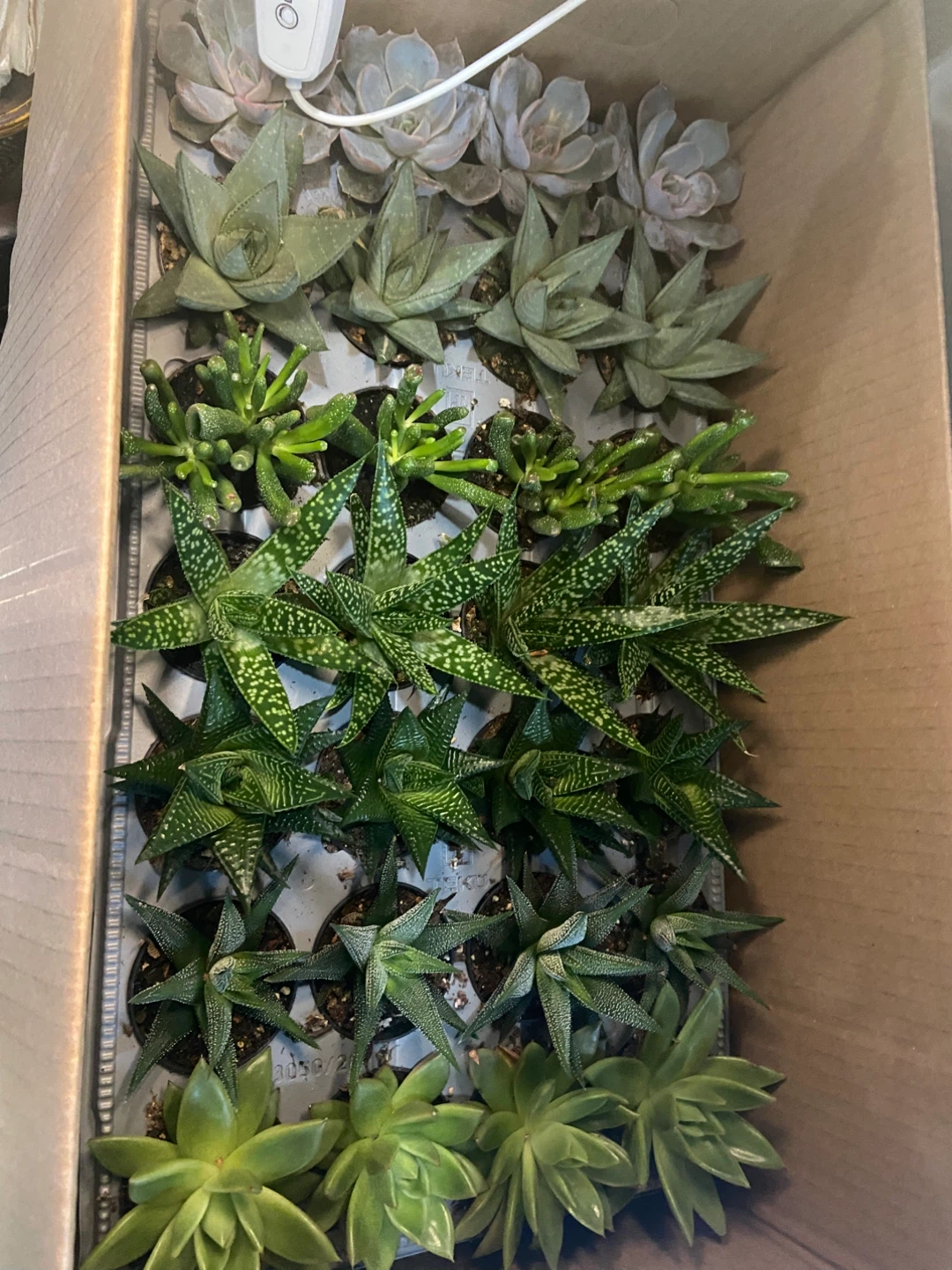 Plants-indoor - photo 4