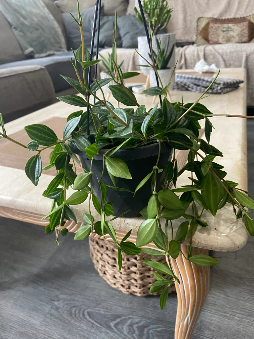 Plants-indoor - photo 3
