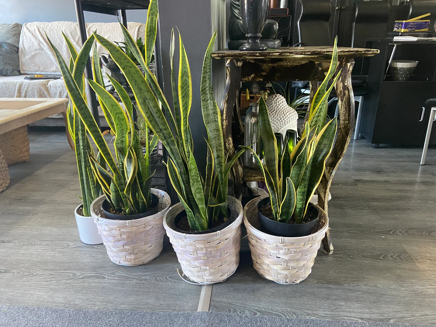 Plants-indoor - photo 5