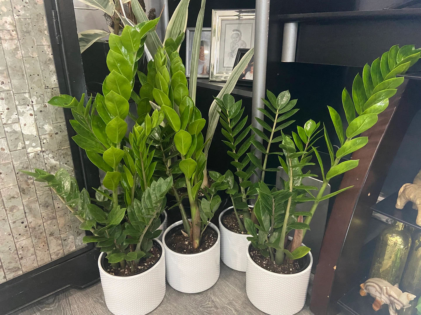 Plants-indoor
