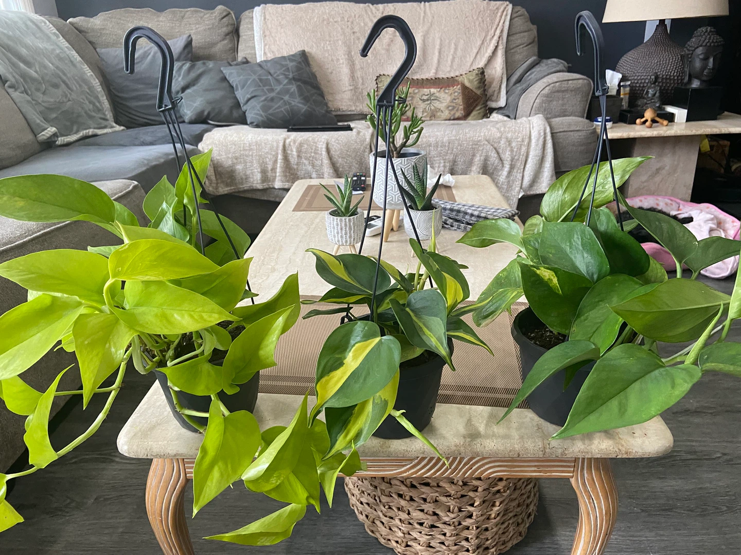 Plants-indoor - photo 2