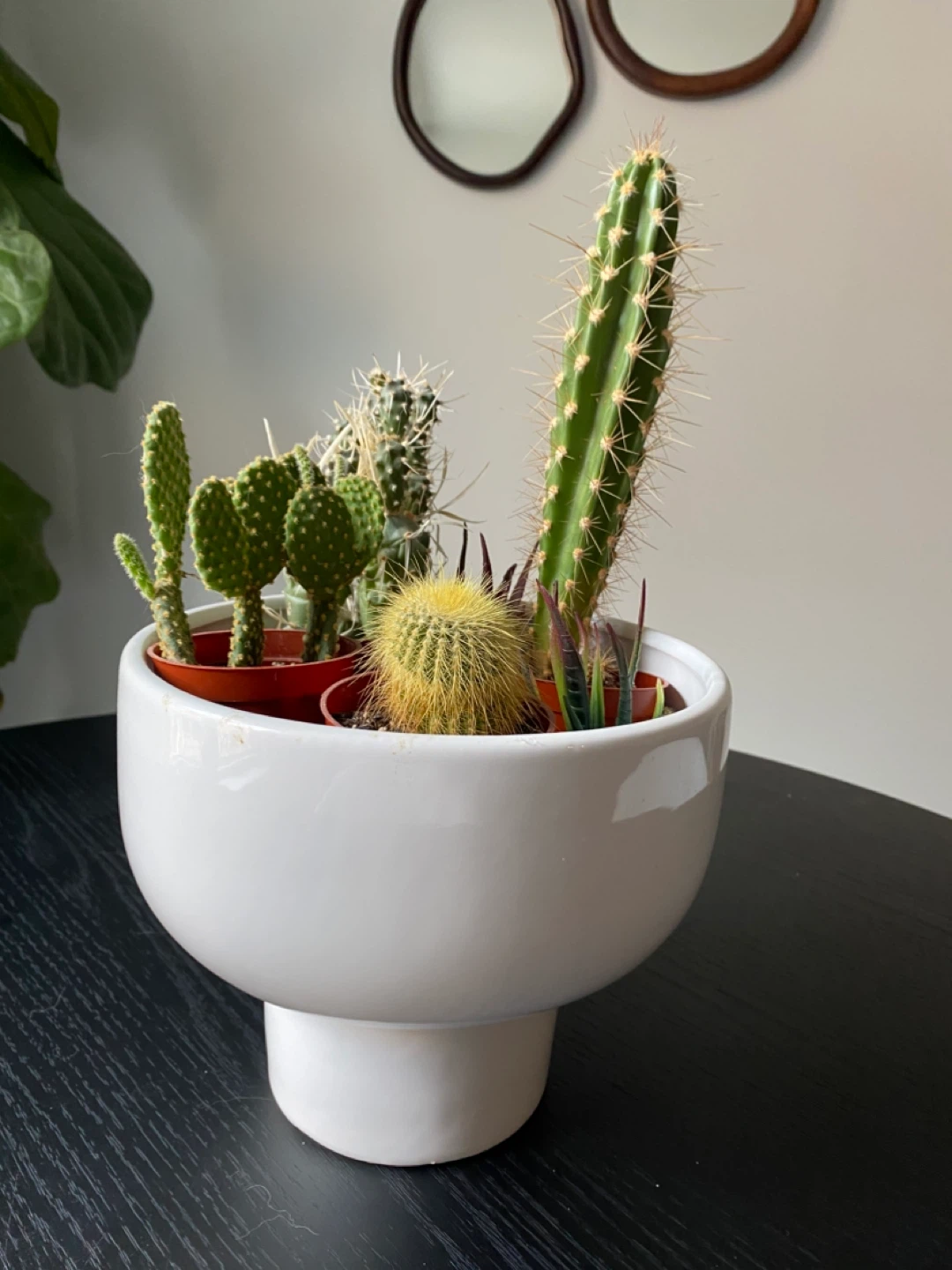 Cactus and Succulent Garden in Modern Planter