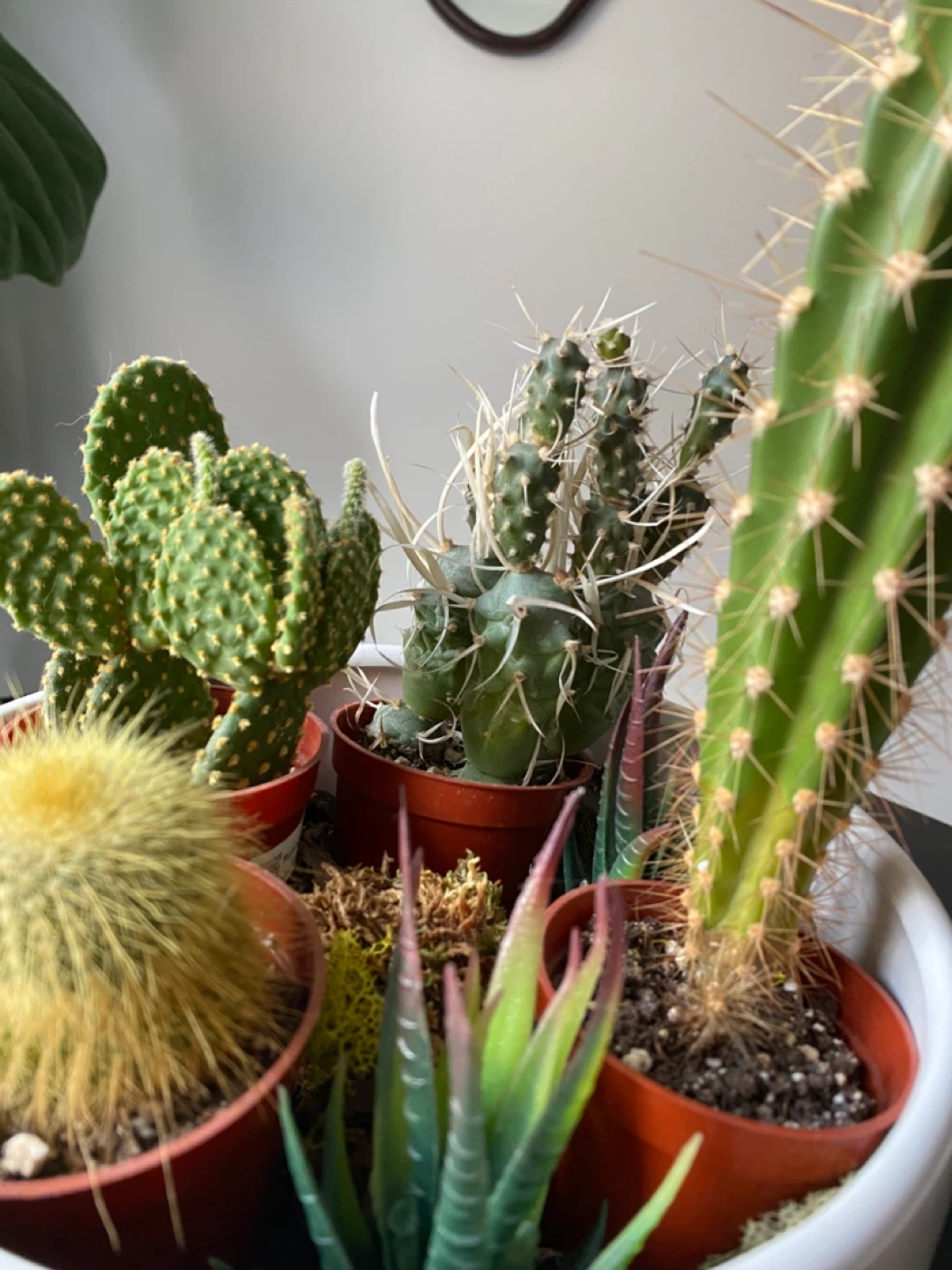 Cactus and Succulent Garden in Modern Planter - photo 2