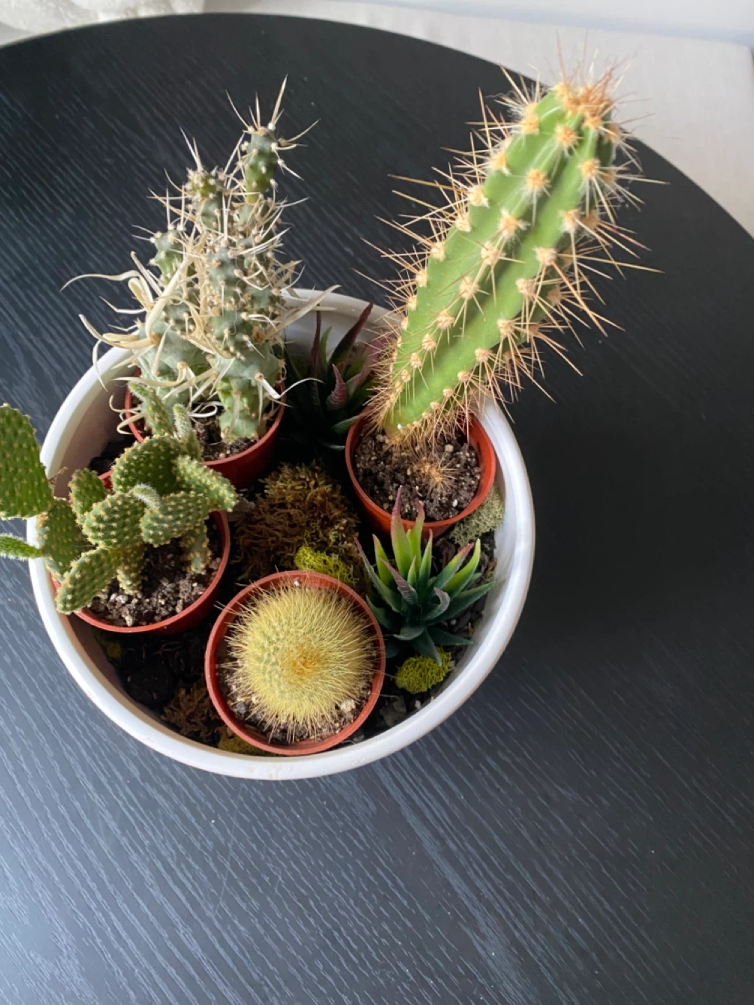 Cactus and Succulent Garden in Modern Planter - photo 4