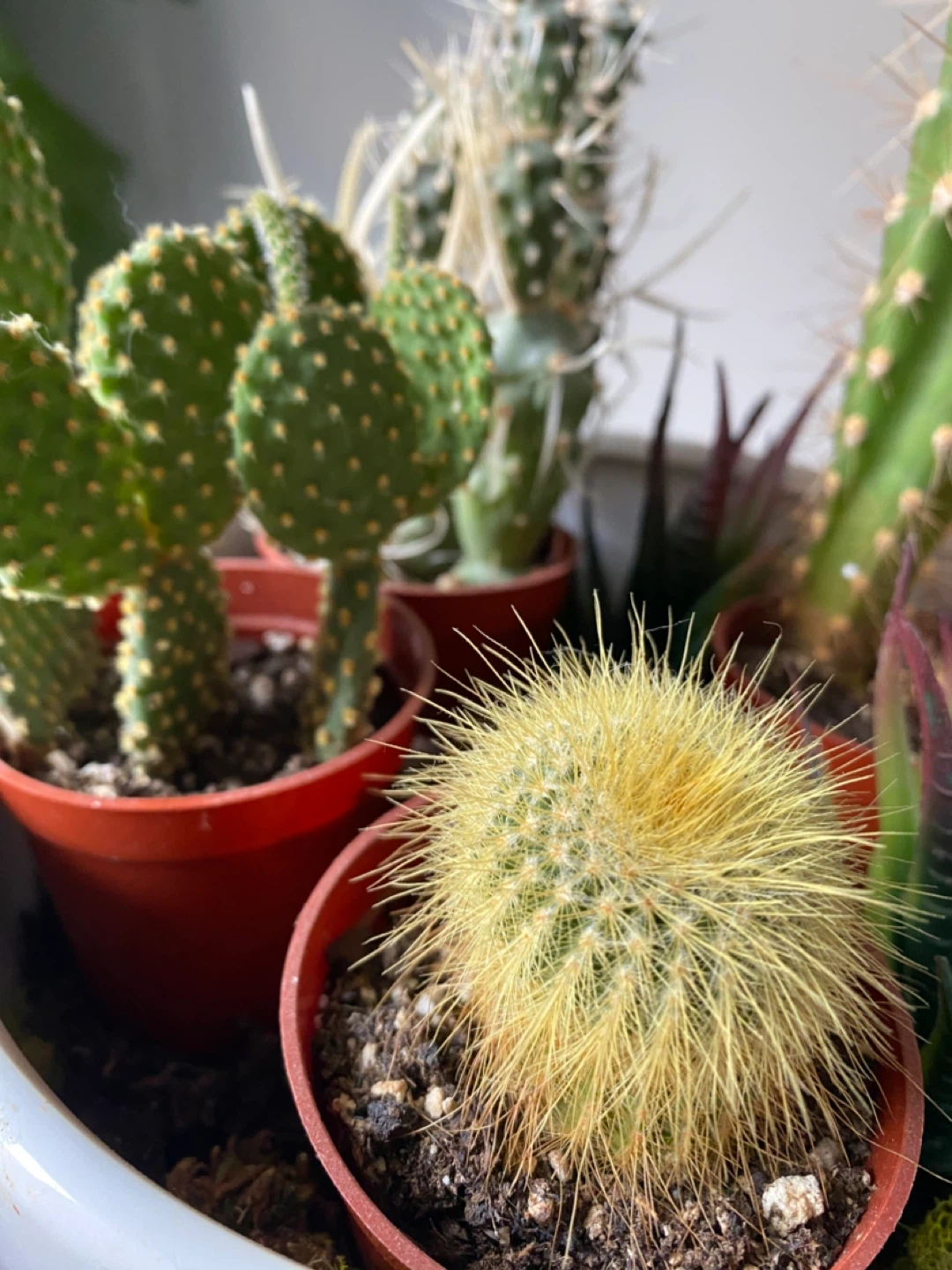 Cactus and Succulent Garden in Modern Planter - photo 3