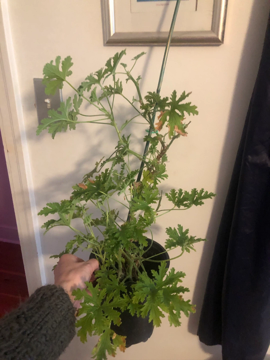 Cintronella Plant/ Lemon Scented Geranium.